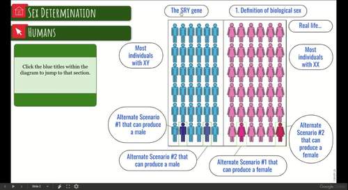 Sex Determination Interactive Diagram By Science With Mrs Lau TPT