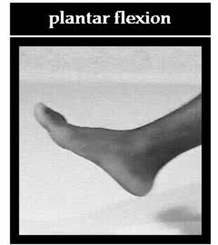 plantar flexion of foot