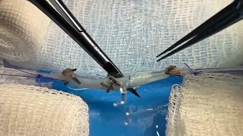 Dissected femoral artery. Video 1 from “Easily Creating an Experimental Microsurgery Model Training without Using a Microscope and Rat”