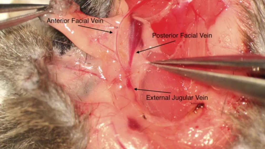 Plastic and Reconstructive Surgery