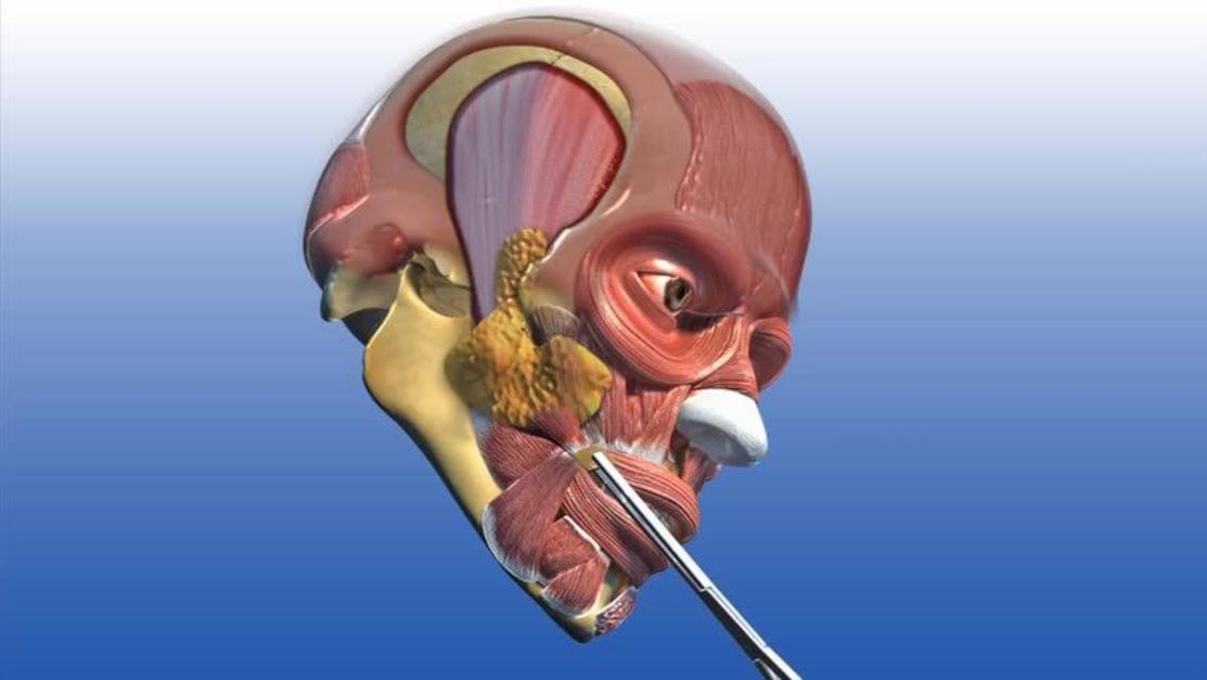 Plastic and Reconstructive Surgery