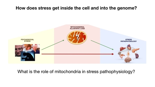 Psychological Stress and Mitochondria