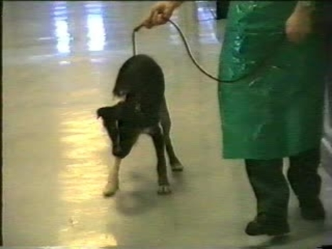 gabapentin dogs ataxia