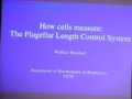 Image for Noise and Dynamics of the Flagellar Length Control System