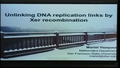 Image for Unlinking DNA Replication Links by Xer Recombination