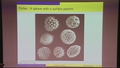 Image for Pattern Development in Pollen Grains
