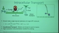 Image for Study of Emergent Transport Properties of Molecular Motor Ensemble Using Novel Computational Approach