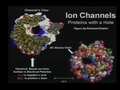 Image for Self-organized models of selectivity in Ca and Na channels