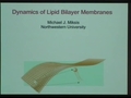 Image for Dynamics of lipid bilayer membranes