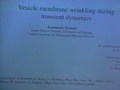 Image for Wrinkling of vesicles during transient dynamics in elongational flow