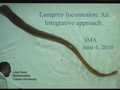 Image for Lamprey locomotion: An integrative muscle mechanics - fluid dynamics model