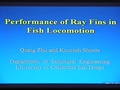 Image for Performance of ray fins in fish locomotion