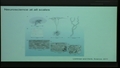 Image for Stochastic synaptic depression and information flow