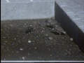 Image for Plover Captives, Reel 5