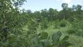 Image for Complete Harvest Natural Regeneration, Chippewa National Forest, Minnesota