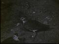 Image for Mt. Plover, Cedar Creek, Reel 1