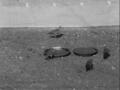 Image for Captive Mountain Plover Footage, Reel 5