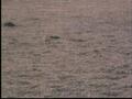 Image for Plover, Reel 1