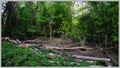 Image for Natural regrowth process