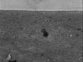 Image for Captive Mountain Plover Footage, Reel 2
