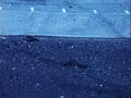Image for Captive Mountain Plover Footage, Reel 3