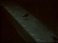 Image for Captive Mountain Plover Footage, Reel 1