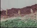 Image for Captive Mountain Plover Footage, Reel 4
