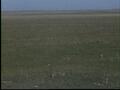 Image for Captive Mountain Plover Footage, Reel 2