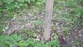 Image for Forestry Tree Tube Footage, Lilydale Regional Park, St. Paul, Minnesota
