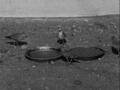 Image for Captive Mountain Plover Footage, Reel 4