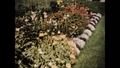 Image for Glensheen gardens (Wyness family film)