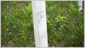 Image for Placing tubes around young trees