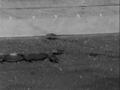 Image for Captive Mountain Plover Footage, Reel 1