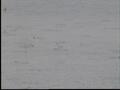 Image for Plover Captives, Reel 4