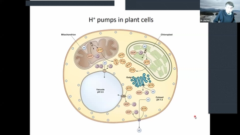 Thumbnail for entry BTNY 3153 2021_02_12:  Finish Membranes: Structure and Transport Processes Part 2