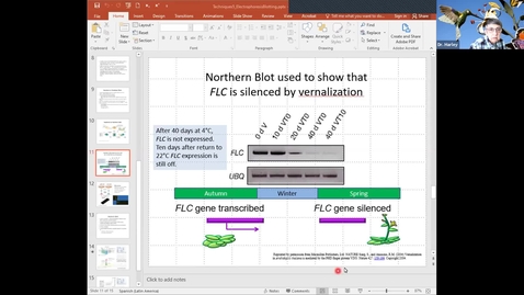 Thumbnail for BTNY 3153-2021_01_27-Finish Blots, start Transgenics