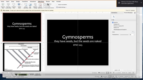 Thumbnail for Gymnosperms