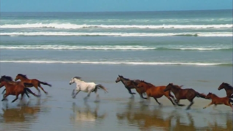 Thumbnail for Wildlife - Quiz