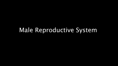 Thumbnail for entry The Male Reproductive System