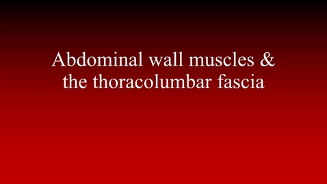 Thumbnail for Abdominal wall muscles