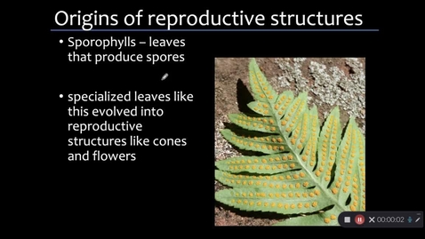 Thumbnail for 08- Reproductive Structures - part 2