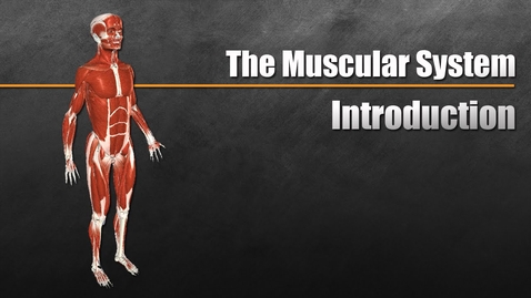 Thumbnail for The Muscular System Explained In 6 Minutes