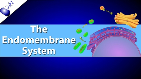 Thumbnail for HTHS 1110 F05-12a: Endomembrane System Video with Questions