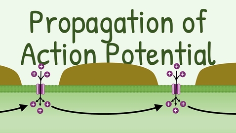 Thumbnail for entry HTHS 1111 F13-06b: Propagation of Action Potential Video with Questions