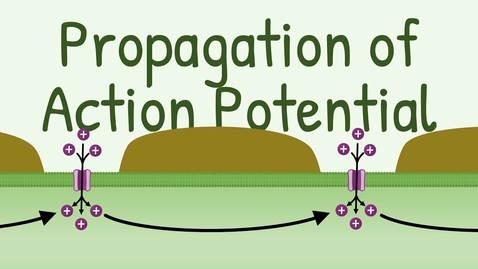 Thumbnail for HTHS 1111 F13-06b: Propagation of Action Potential Video with Questions