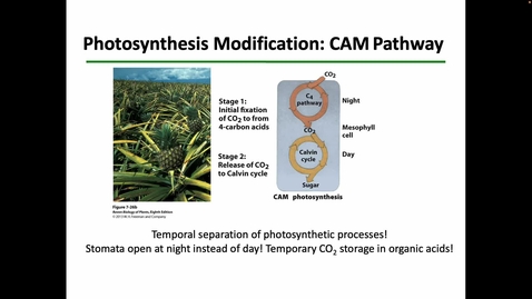 Thumbnail for entry 1303- Photosynthesis CAM &amp; C4