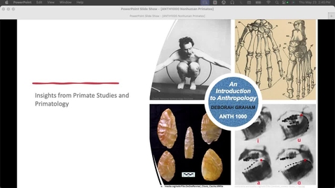 Thumbnail for ANTH1000 Nonhuman Primates
