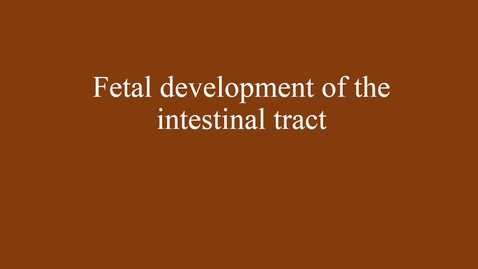 Thumbnail for entry Embryology of the intestinal tract