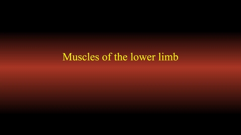Thumbnail for entry Muscle actions (lower limb)