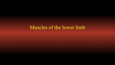 Thumbnail for Muscle actions (lower limb)